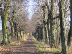 Heinder-Allee