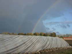 Regenbogen