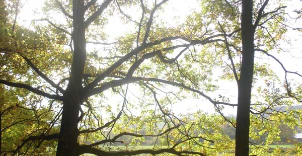 Wald